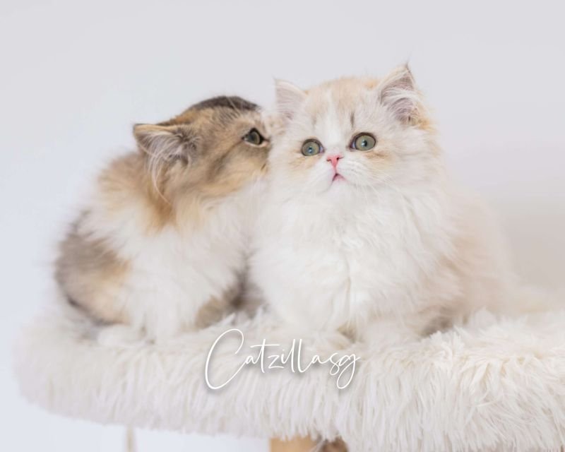 Yuki and Donut — Munchkin & Minuet kittens in Singapore | CatzillaSG cattery