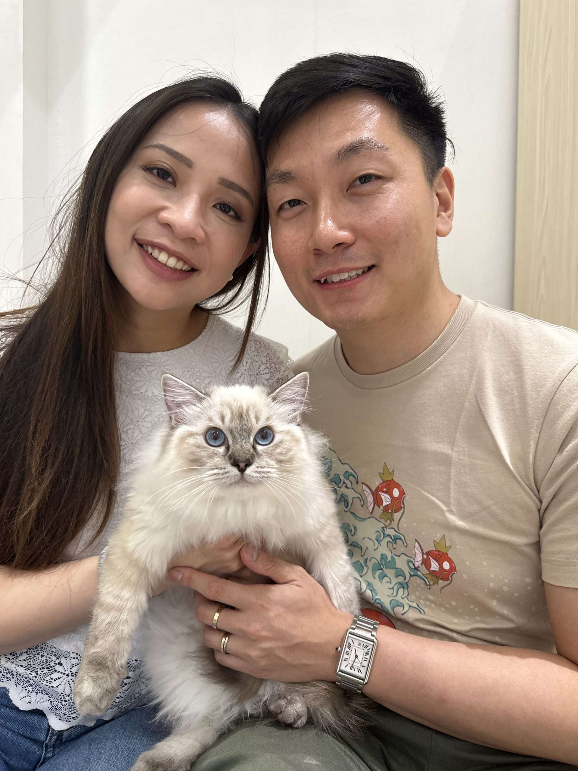 Ragdoll championship-bloodline parent from the selective breeders CatzillaSG imports from at the CatzillaSG champion-bloodline cattery in Singapore