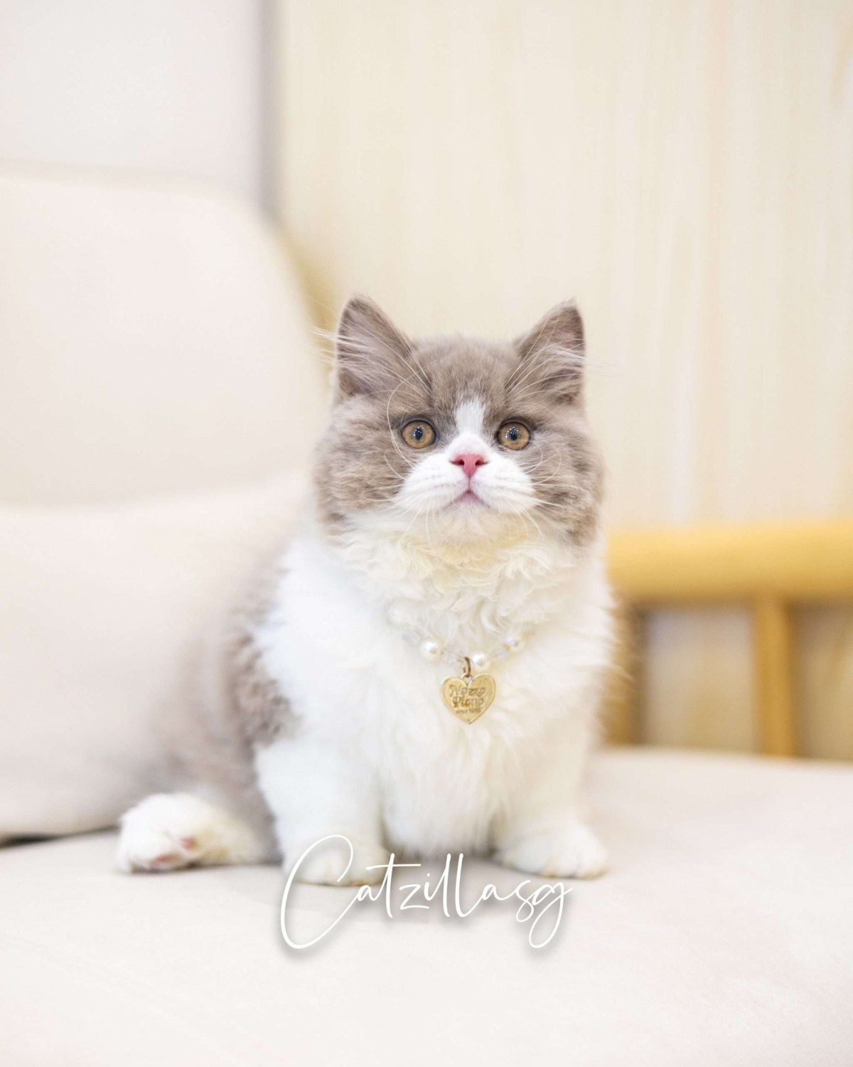 Bi-colour British Shorthair kitten for sale in Singapore — CatzillaSG champion-bloodline cattery