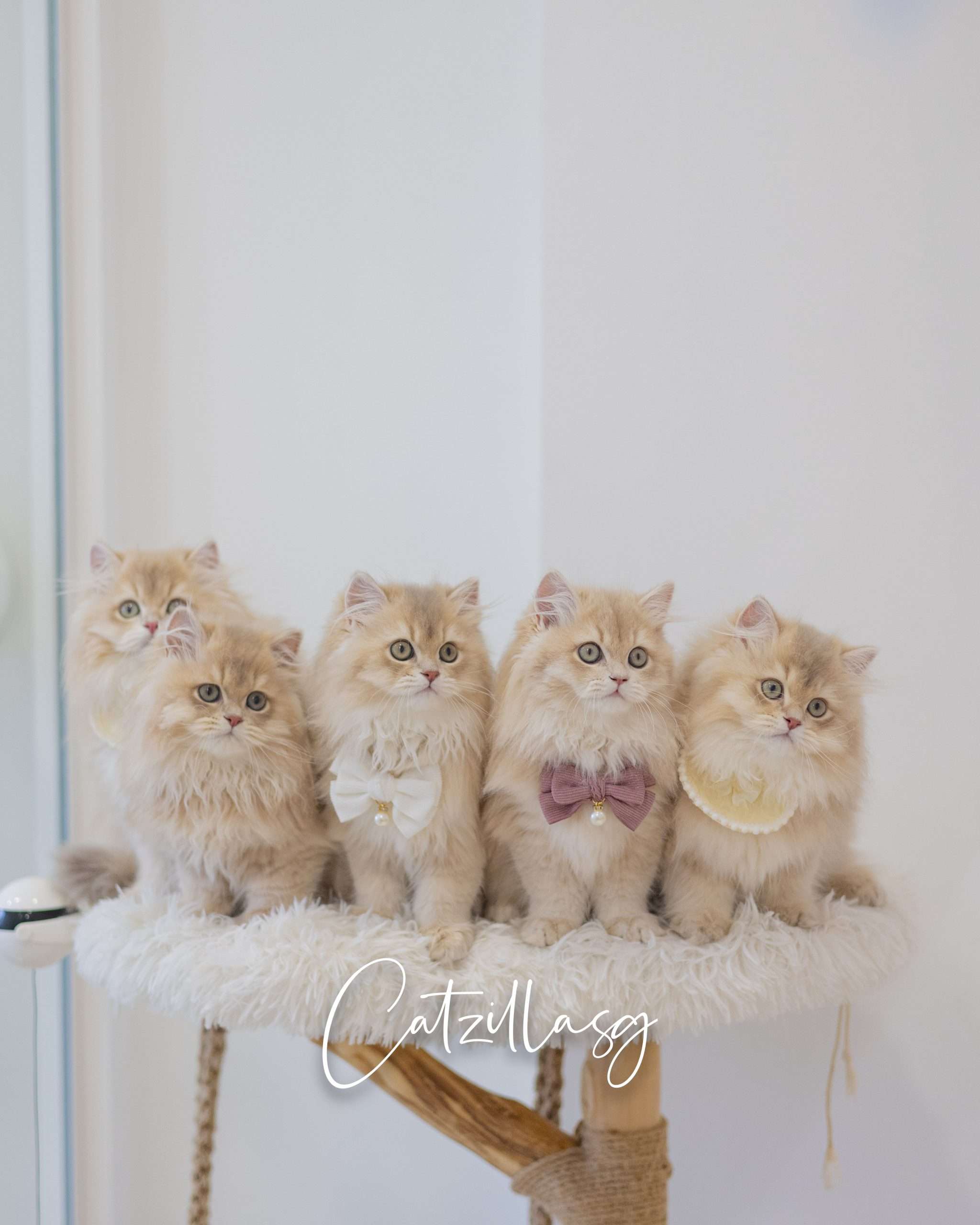 British Shorthair Golden Shaded: Colours, Rarity & Why They Cost More