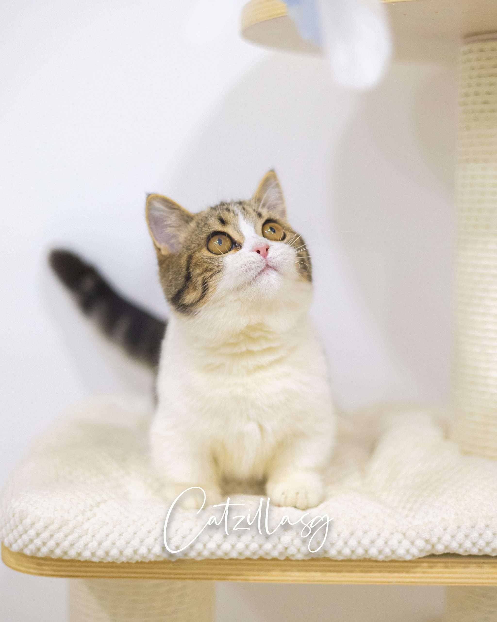 Munchkin kitten for sale in Singapore — short-legged Munchkin at CatzillaSG cattery