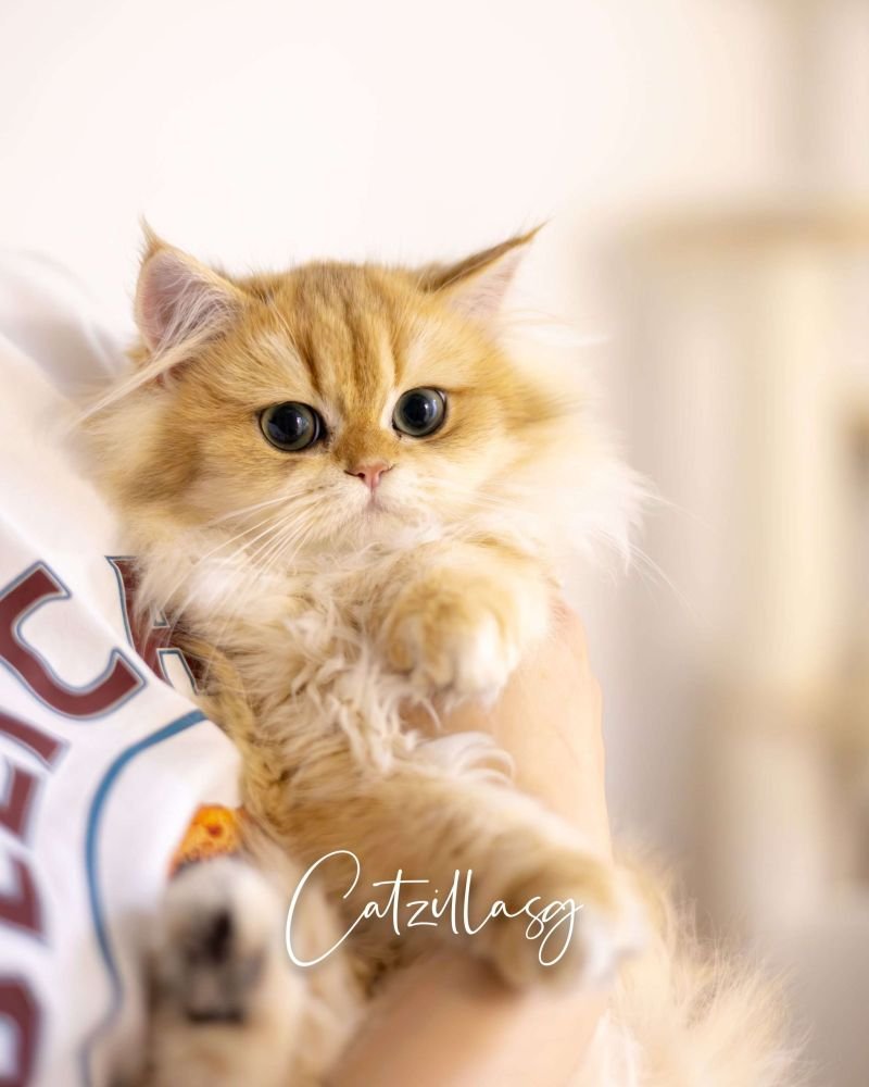 Caramel — British Longhair kitten in Singapore | CatzillaSG cattery