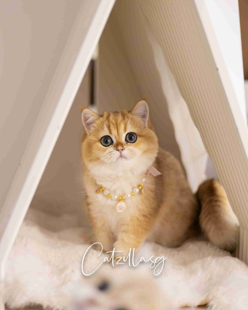 Amber — British Shorthair kitten for sale in Singapore | CatzillaSG cattery