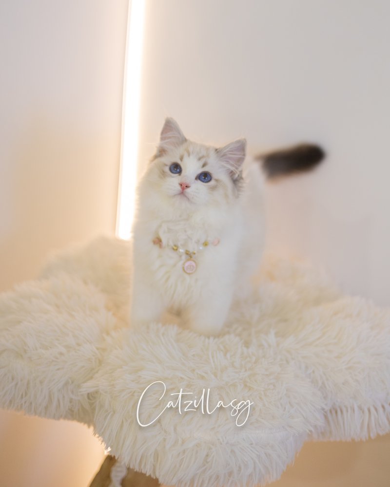 Milo — Ragdoll kitten for sale in Singapore