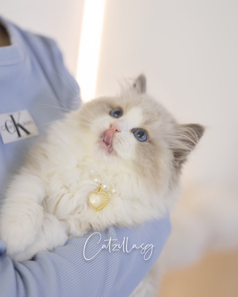 Odin — Ragdoll kitten for sale in Singapore