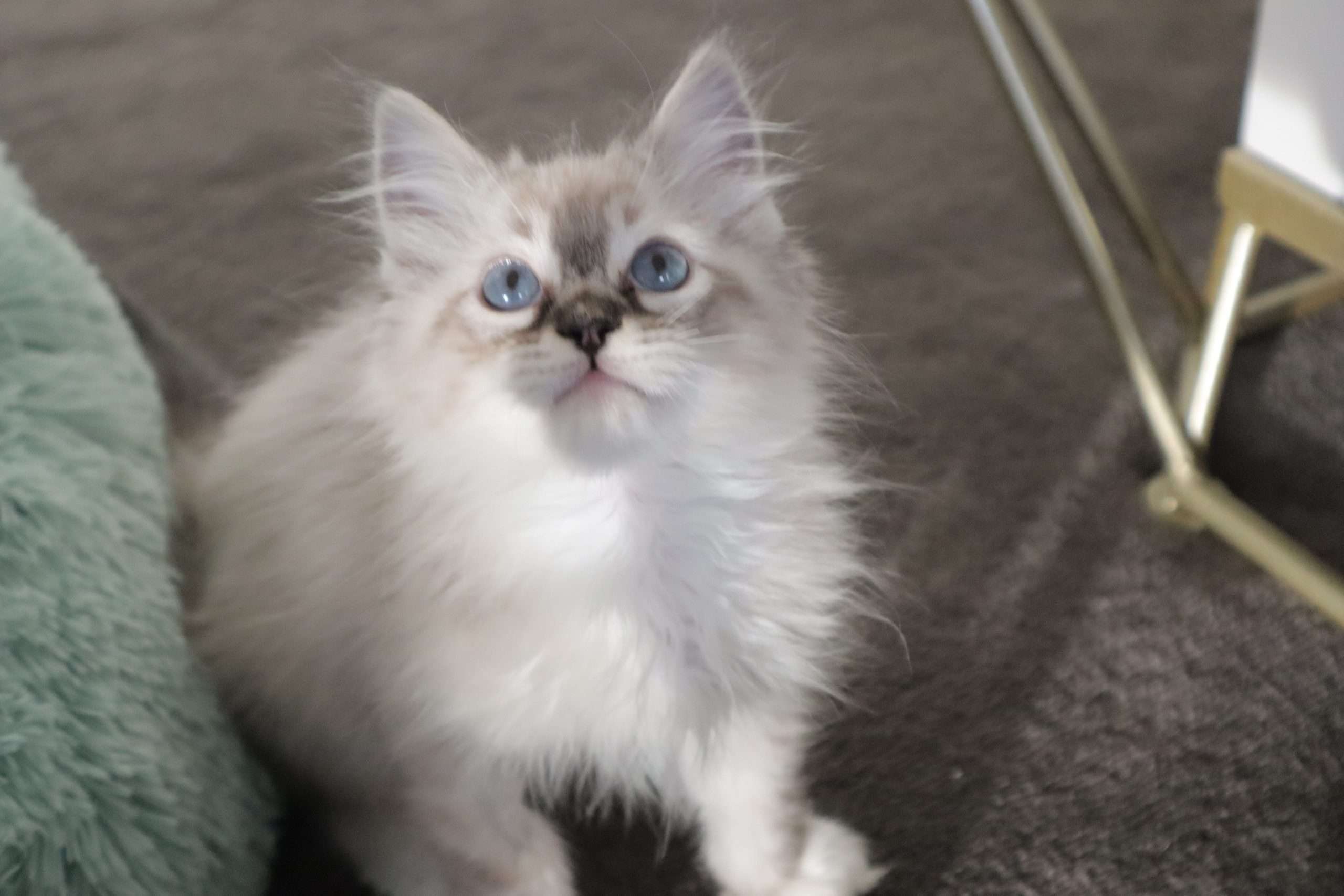Ragdoll Cats in Singapore: What Determines Their Value