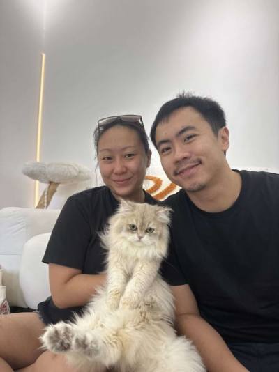 British Longhair family with their CatzillaSG kitten in Singapore