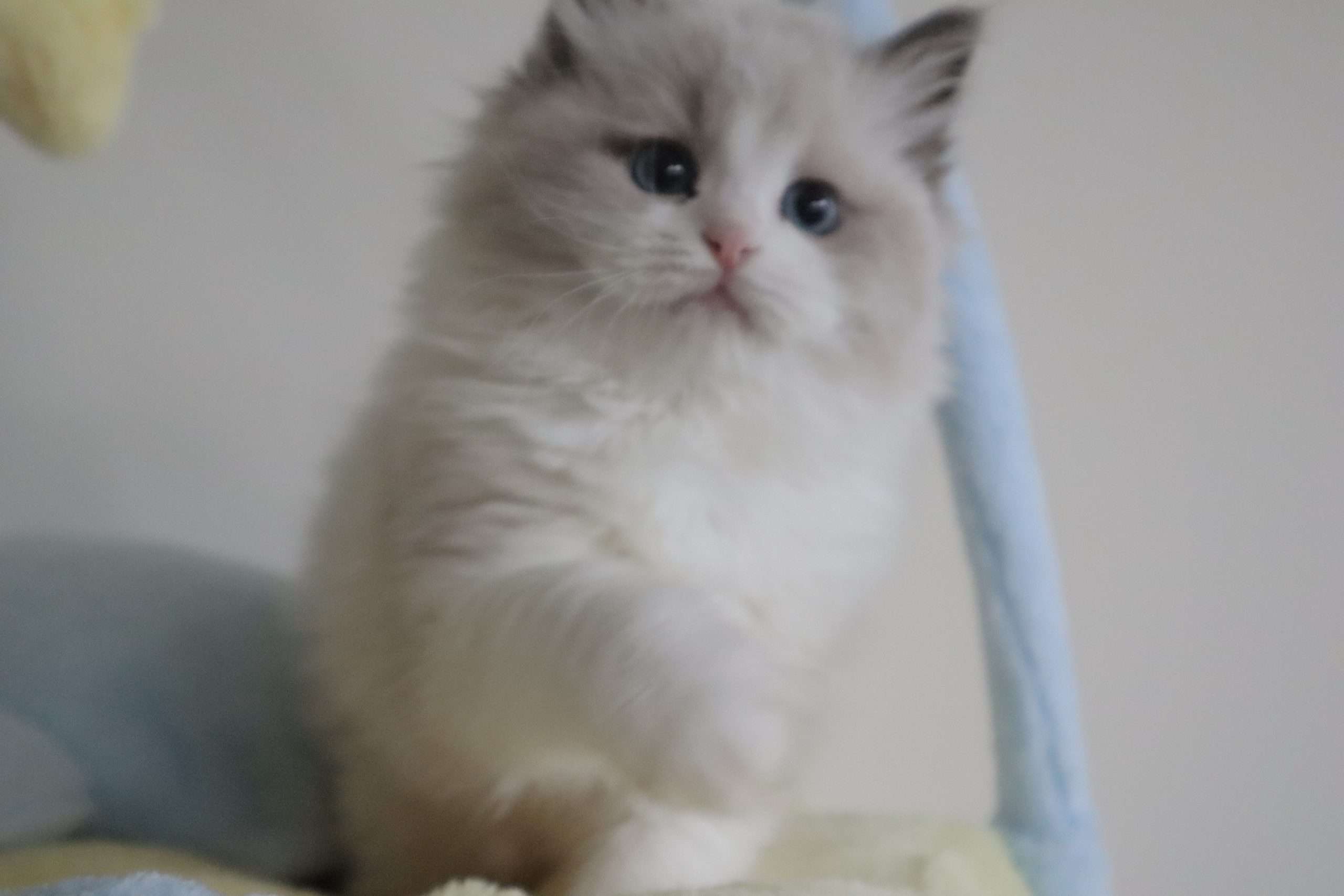 The Monthly Cost of Owning a Ragdoll in Singapore (2026)