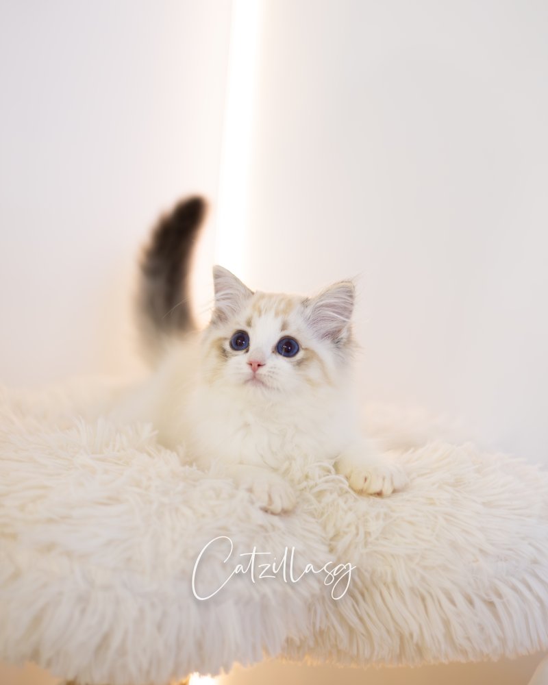 Moon — Ragdoll kitten for sale in Singapore
