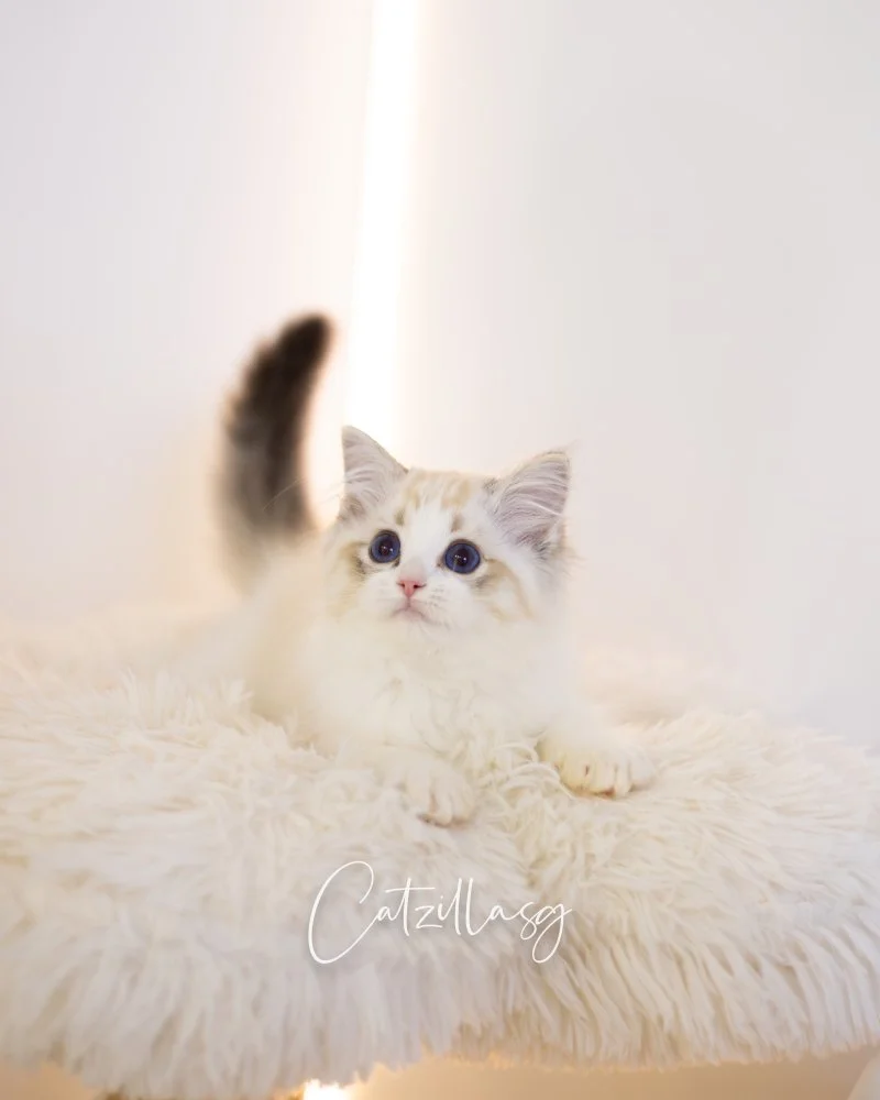 Moon — Ragdoll kitten for sale in Singapore