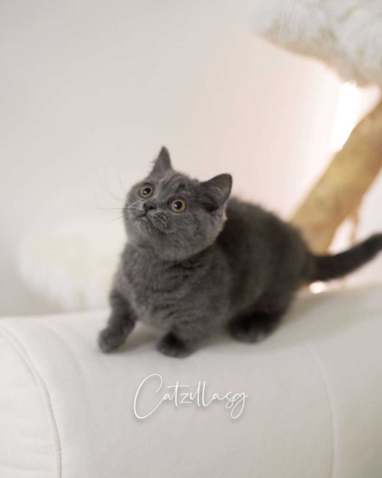 Munchkin cat in Singapore sitting alertly on a sofa, showing its short legs and rounded face