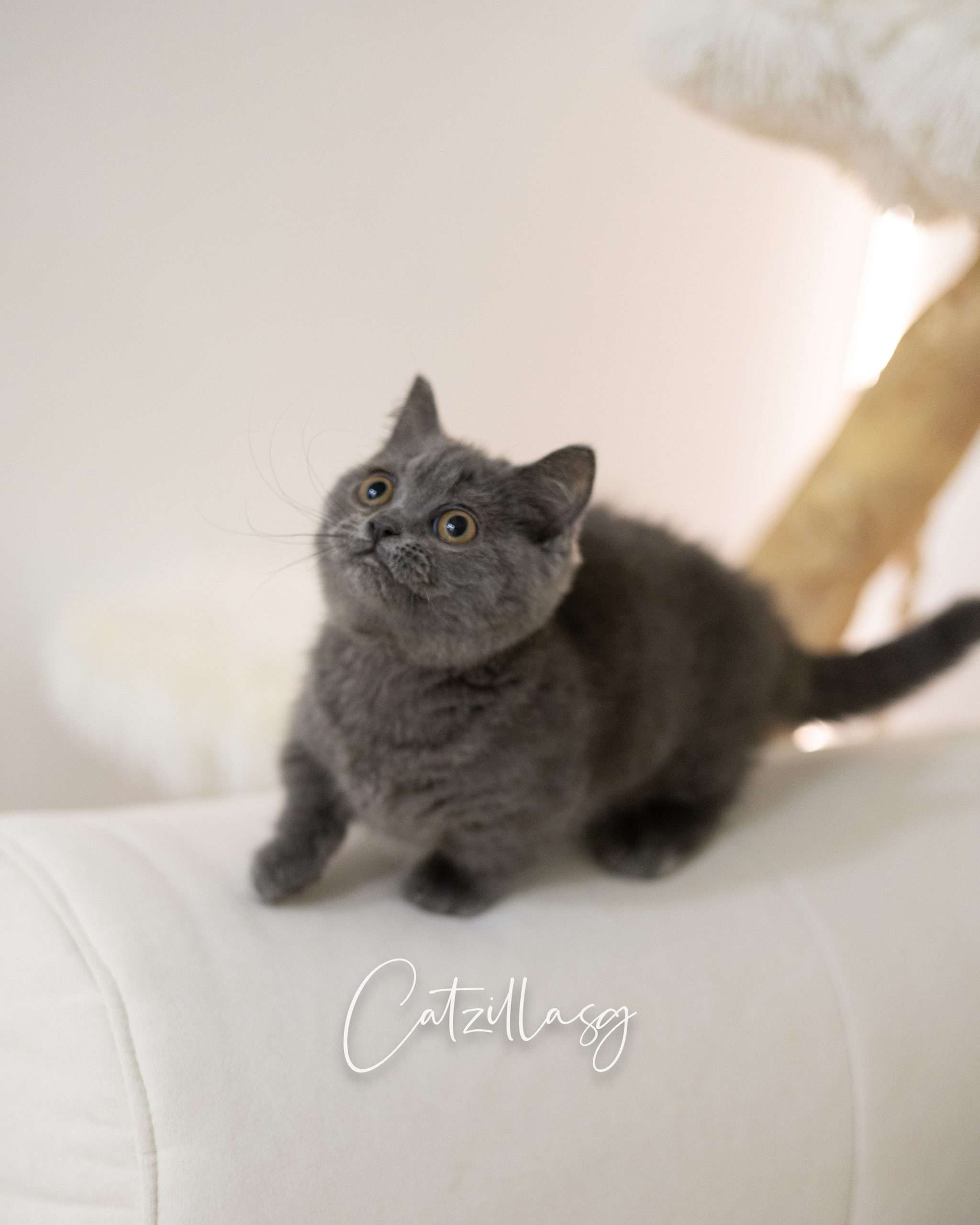 Munchkin Cat Singapore: The Complete Owner’s Guide (2026)