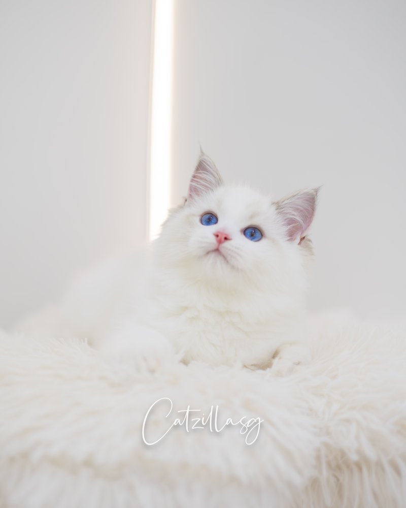 Milky — Ragdoll kitten for sale in Singapore
