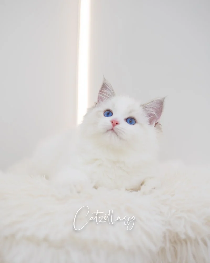 Milky — Ragdoll kitten for sale in Singapore