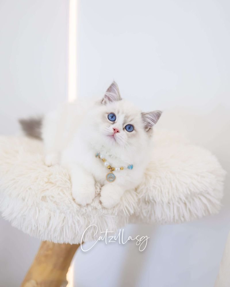 Paris — Ragdoll kitten in Singapore | CatzillaSG cattery
