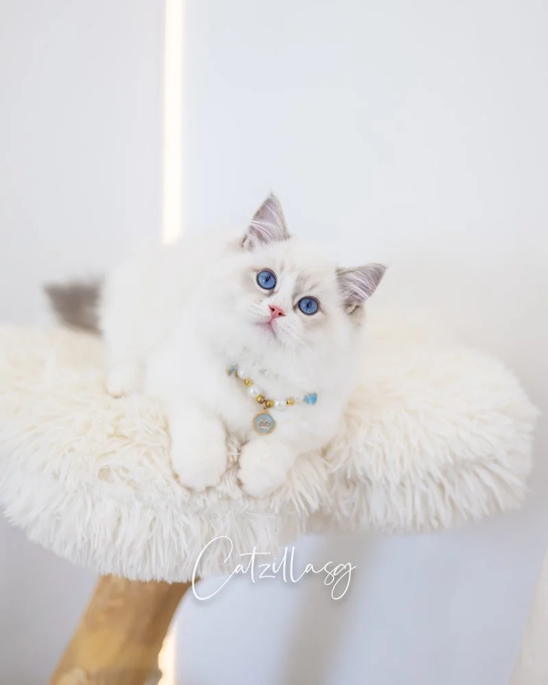 Paris — Ragdoll kitten for sale in Singapore
