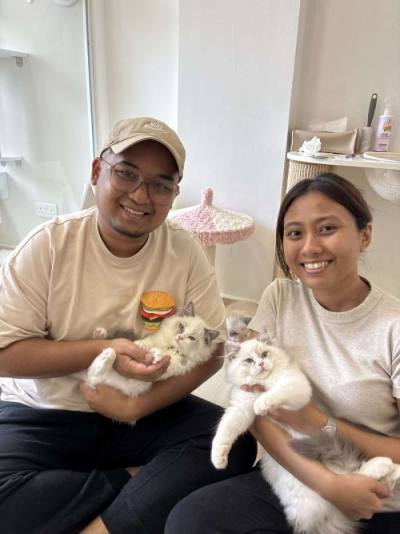 Ragdoll family with their CatzillaSG kitten in Singapore