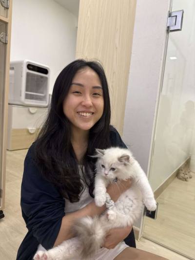 Ragdoll family with their CatzillaSG kitten in Singapore