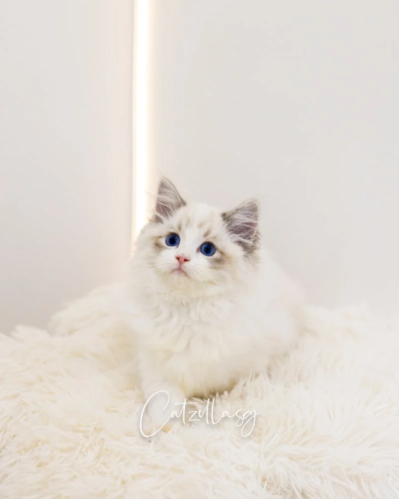Frosty — Ragdoll kitten for sale in Singapore