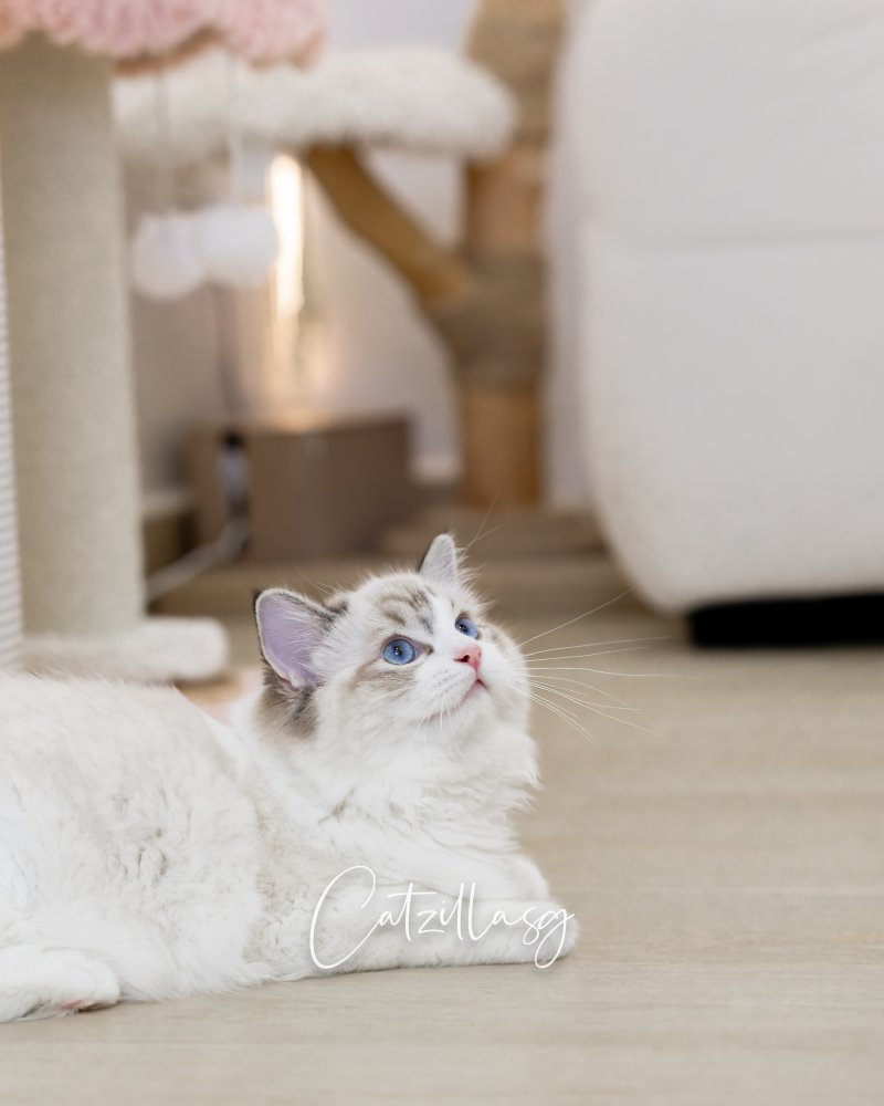 MarshMellow — Ragdoll kitten for sale in Singapore