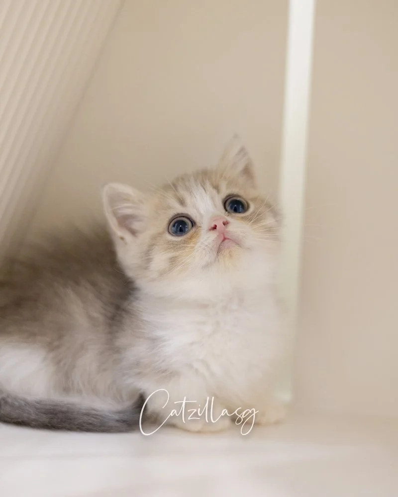 Biscuit — Minuet (Short-Leg) kitten for sale in Singapore