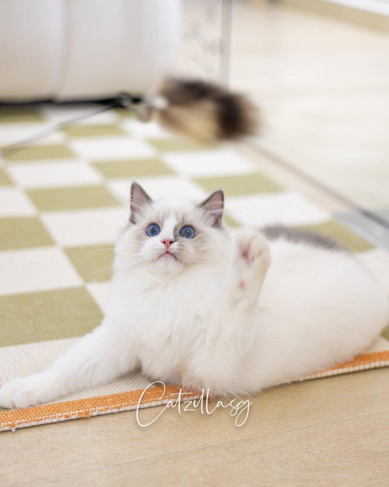 Popcorn — Ragdoll kitten for sale in Singapore