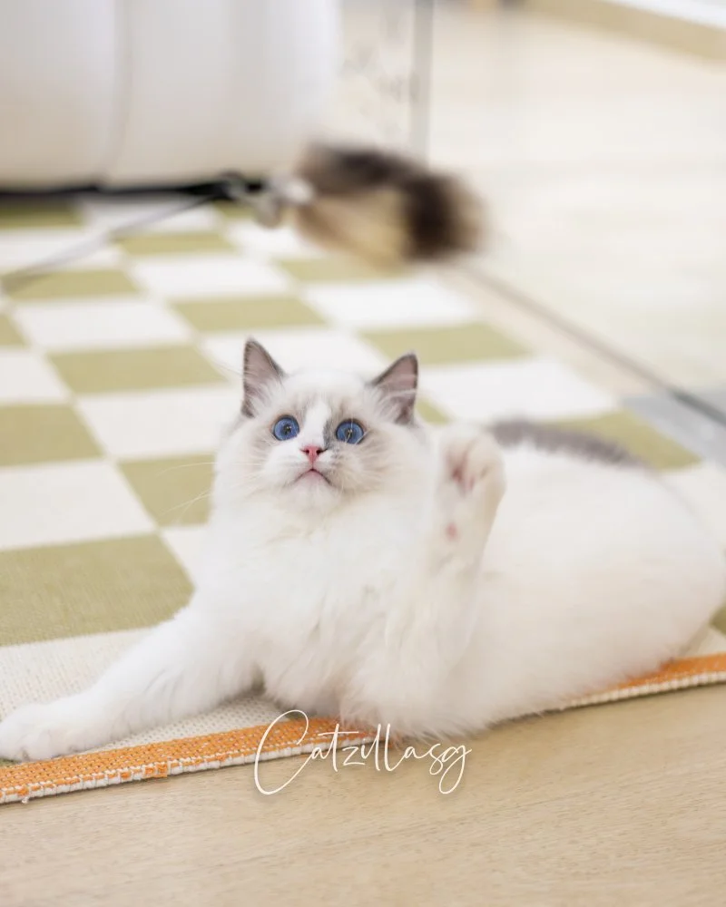 Popcorn — Ragdoll kitten for sale in Singapore