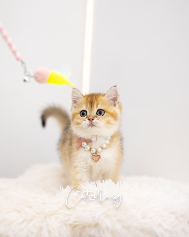 Pudding — British Shorthair kitten for sale in Singapore
