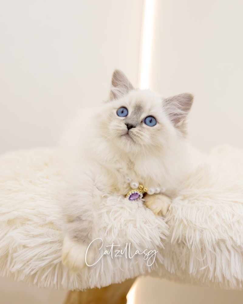 Cotton — Ragdoll kitten for sale in Singapore