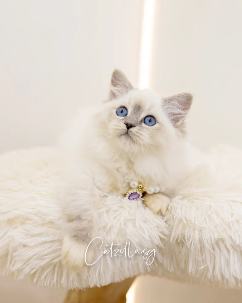 Cotton — Ragdoll kitten for sale in Singapore