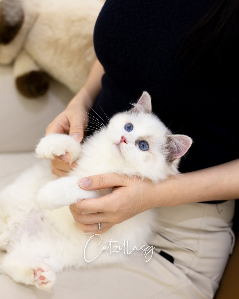 Calla — Ragdoll kitten for sale in Singapore