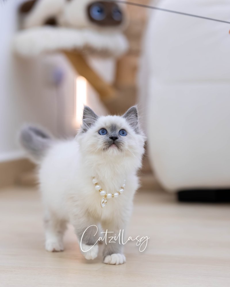 Coco — Ragdoll kitten for sale in Singapore