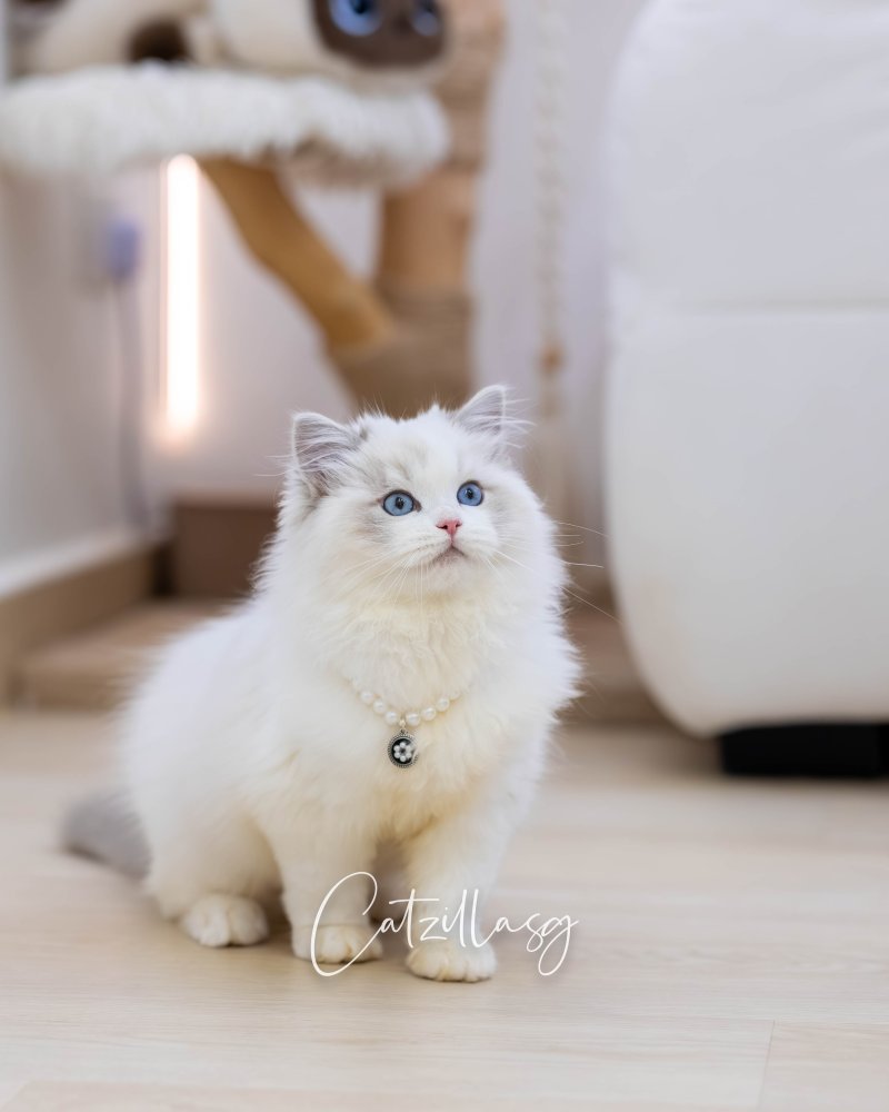 Nimbus — Ragdoll kitten for sale in Singapore