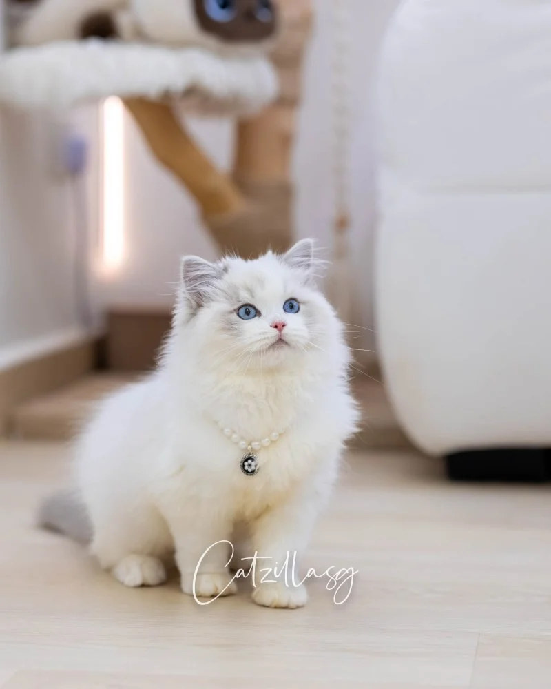 Nimbus — Ragdoll kitten for sale in Singapore