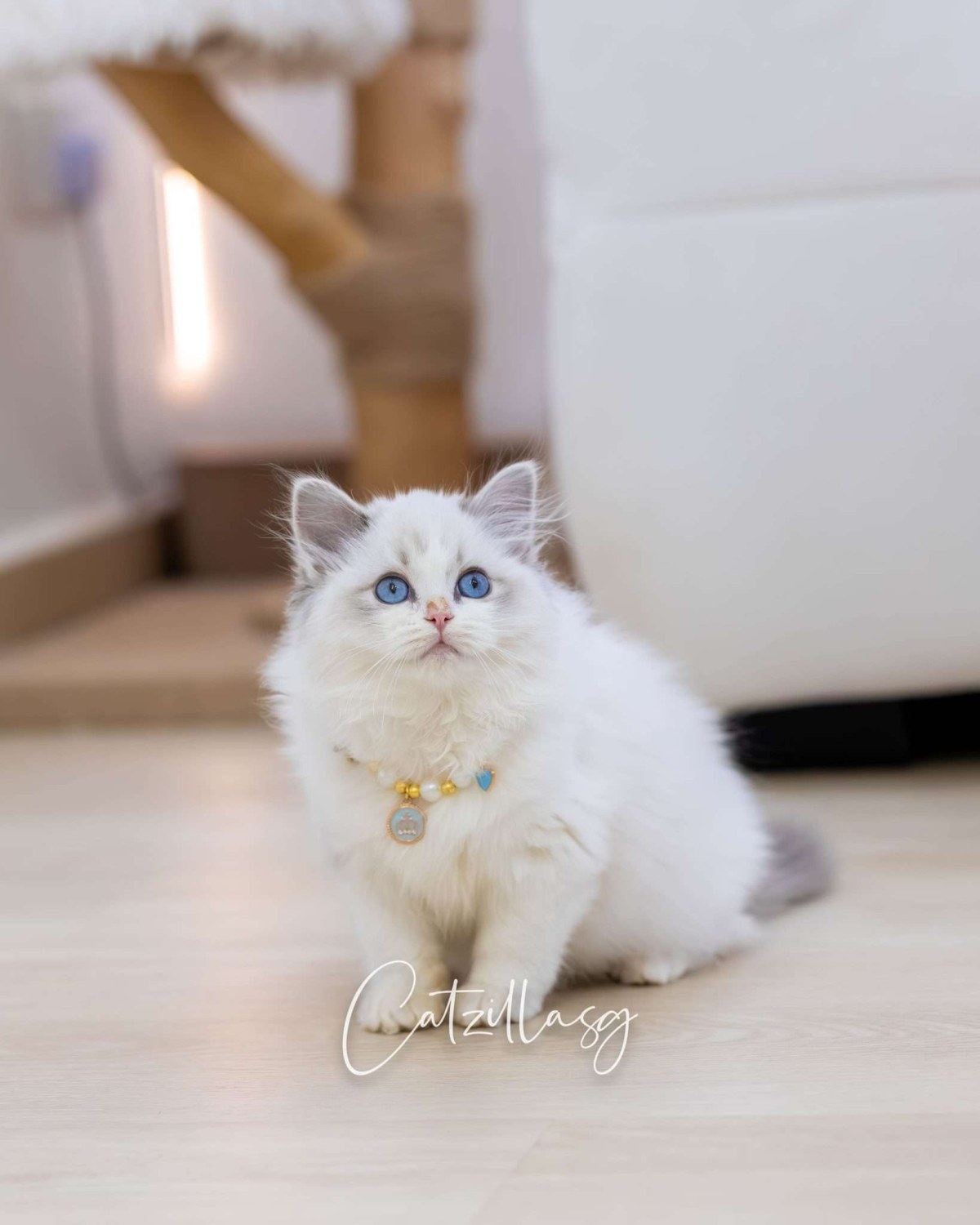 Ragdoll kitten in Singapore — CatzillaSG champion-bloodline cattery