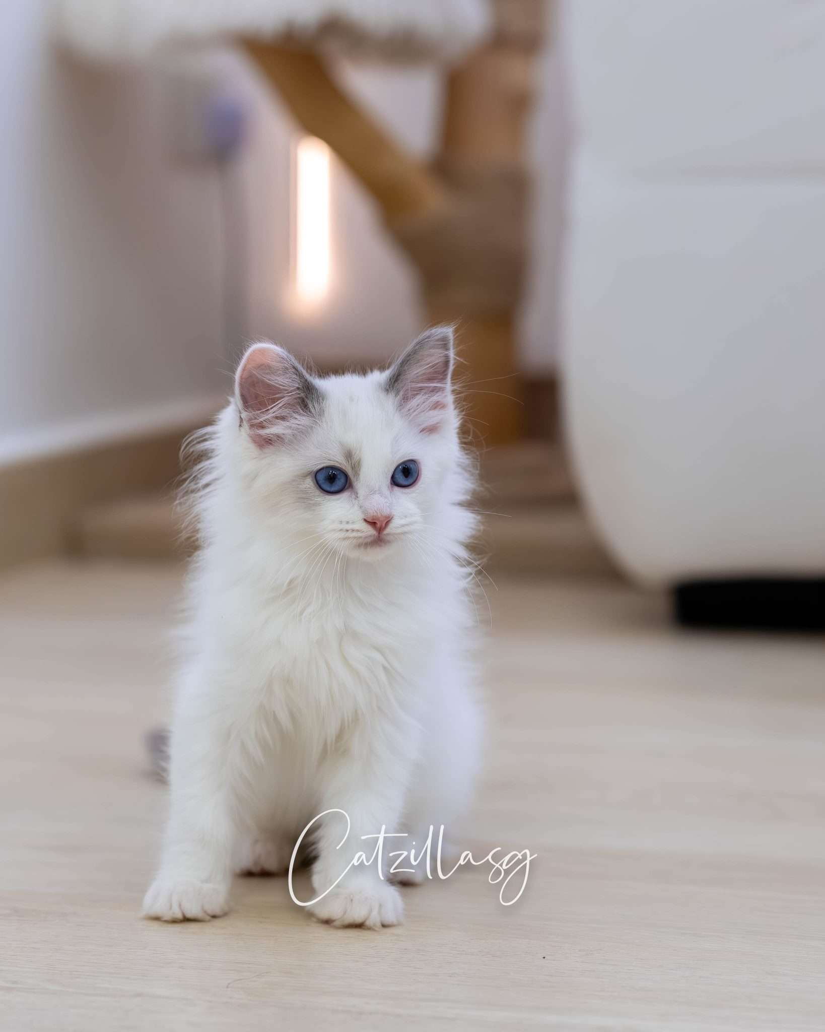 Ragdoll kittens in Singapore — colours and patterns vary widely at CatzillaSG cattery
