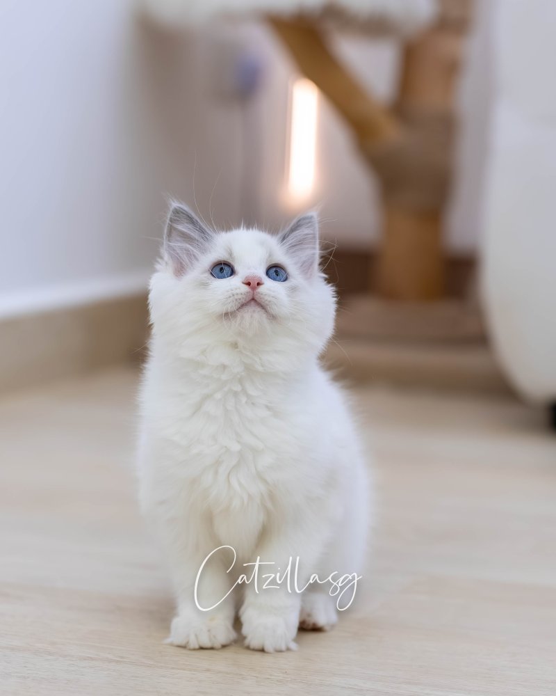 Lumi — Ragdoll kitten for sale in Singapore