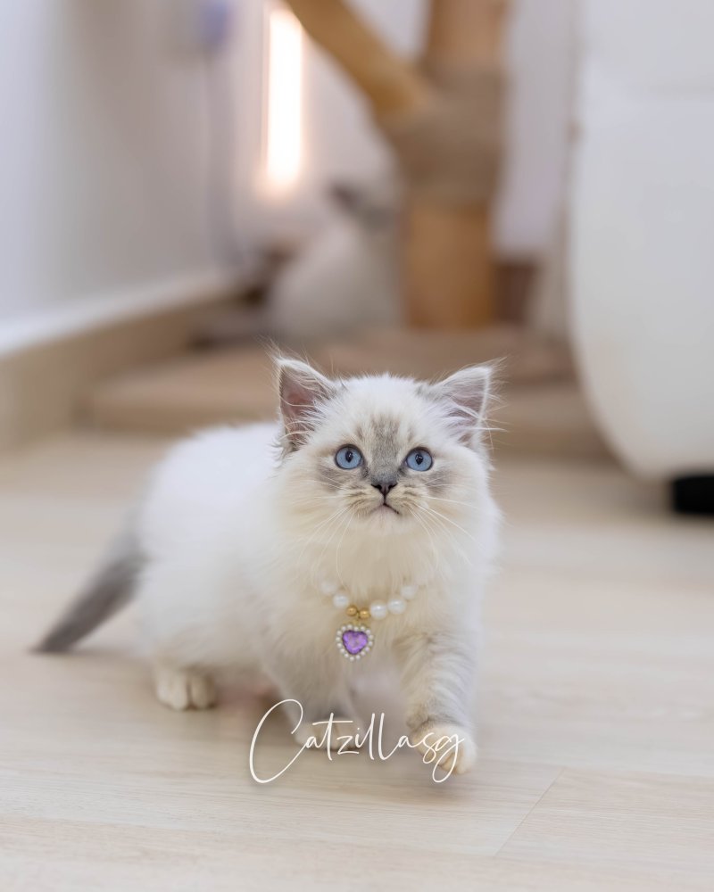 Bijou — Ragdoll kitten for sale in Singapore