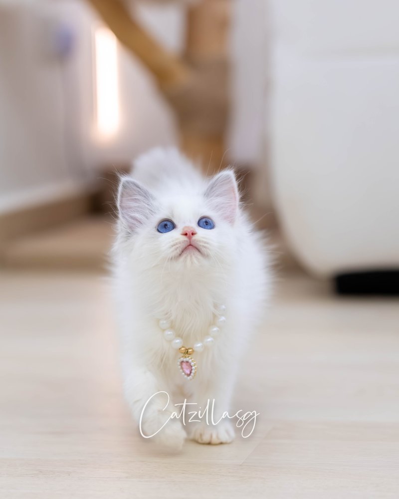 Miu Miu — Ragdoll kitten for sale in Singapore