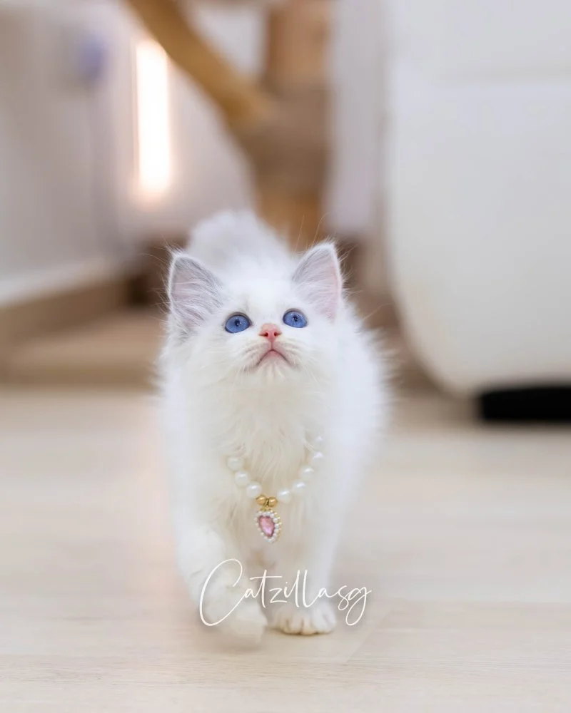 Miu Miu — Ragdoll kitten for sale in Singapore
