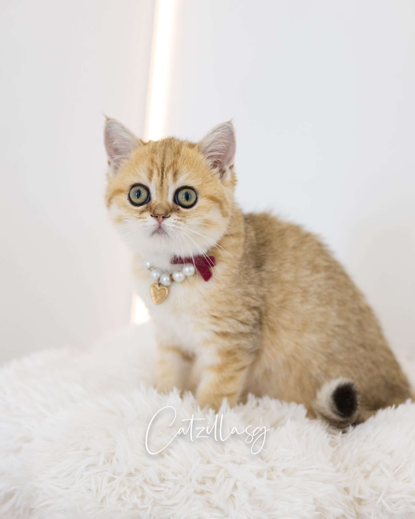 How to Choose a Cattery in Singapore (& Avoid Scams)
