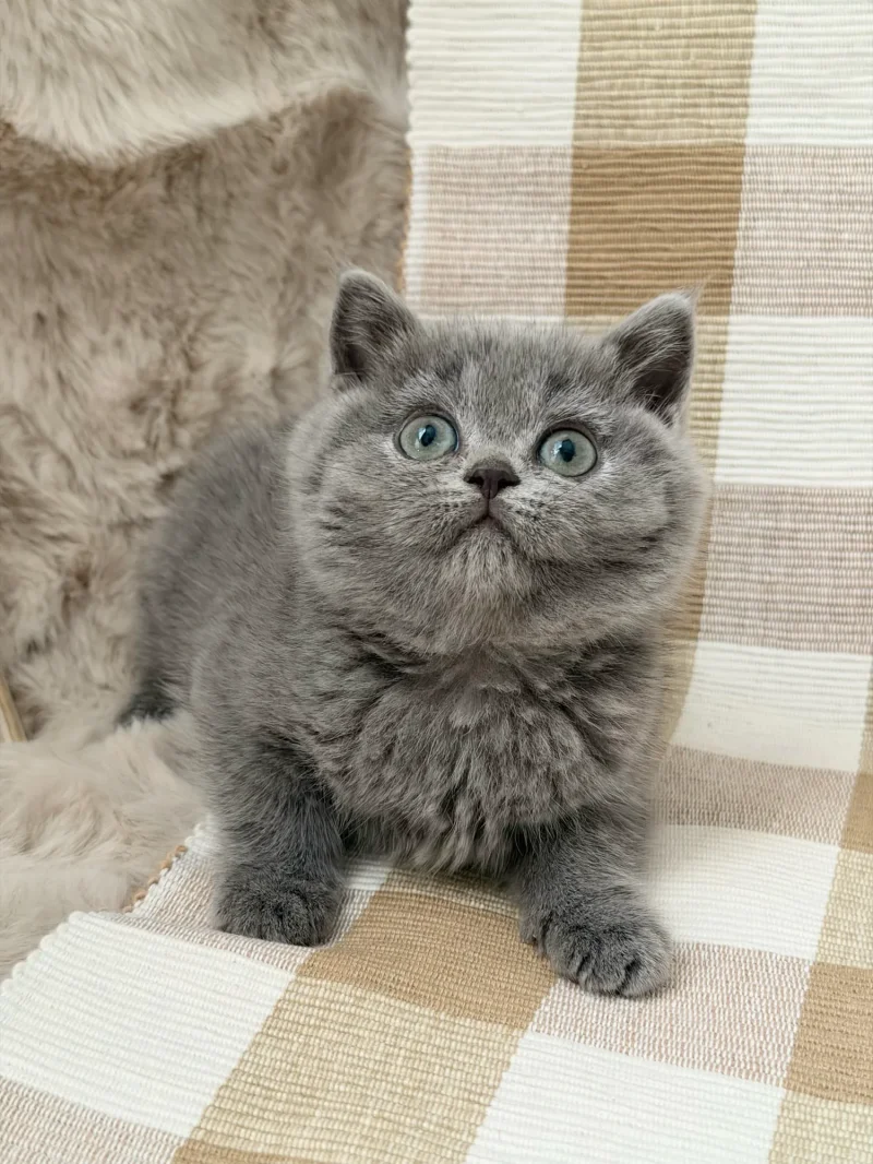Mia — British Shorthair kitten for sale in Singapore