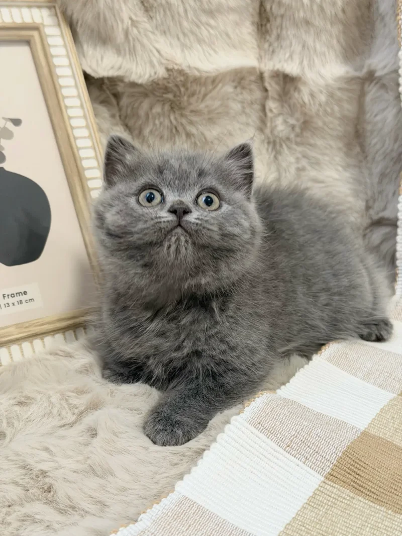 Coco — British Shorthair kitten for sale in Singapore