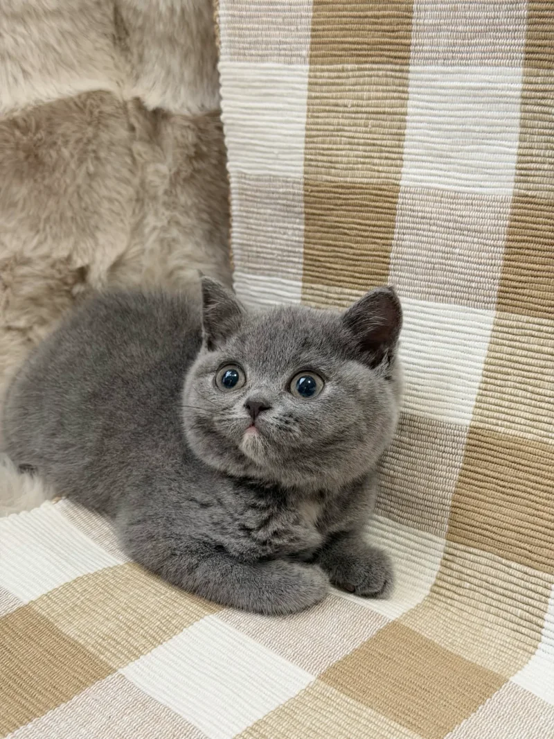 Chloe — British Shorthair kitten for sale in Singapore