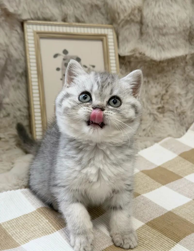 Jasper — British Shorthair kitten for sale in Singapore