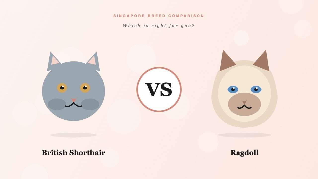 British Shorthair and Ragdoll cats compared