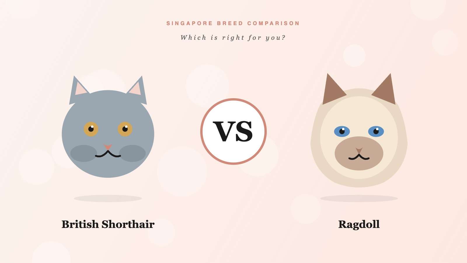 British Shorthair vs Ragdoll: Which Breed is Right for Your Singapore Home?