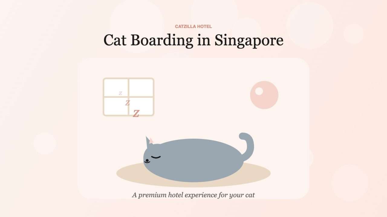Cat boarding in Singapore — private cattery suite