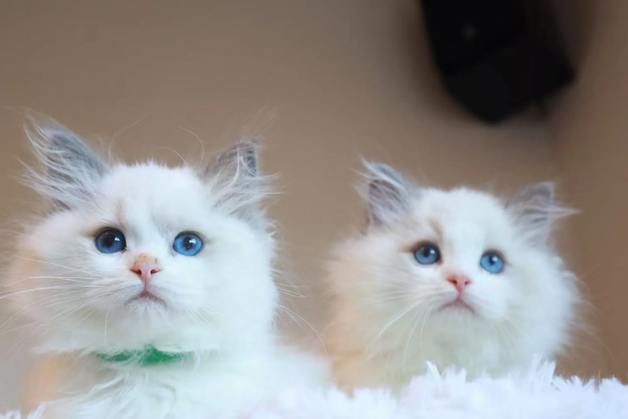 Mavi — Ragdoll kitten for sale in Singapore