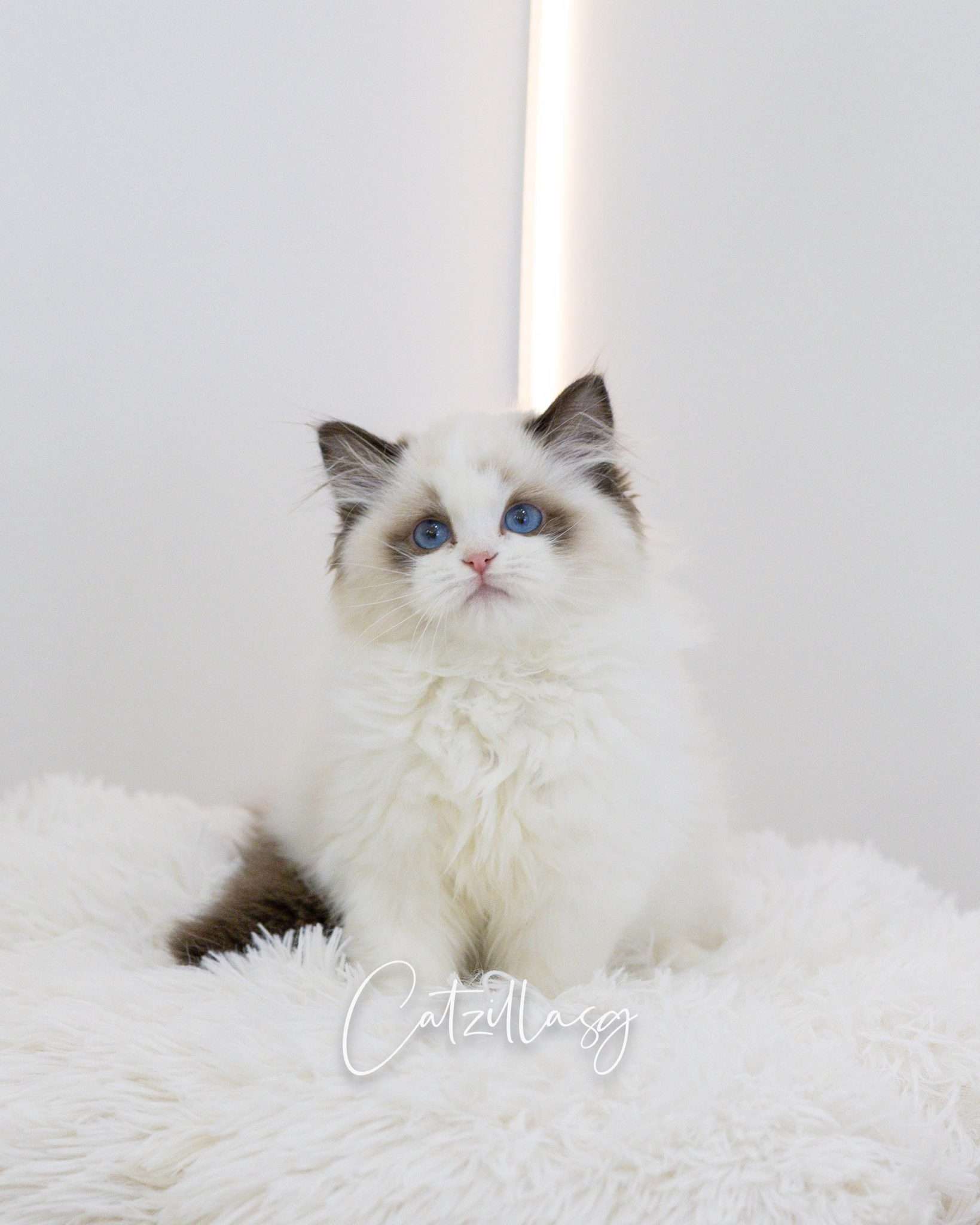 Ragdoll kitten from CatzillaSG, an AVS-licensed Singapore cattery